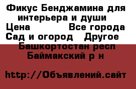 Фикус Бенджамина для интерьера и души › Цена ­ 2 900 - Все города Сад и огород » Другое   . Башкортостан респ.,Баймакский р-н